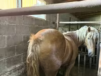 Égua, Cavalos — foto 3