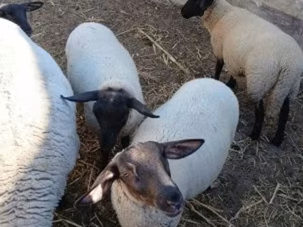 Baran, White Suffolk sheep — Węgry