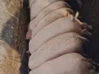 Sow, Pigs — photo 1