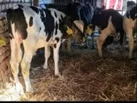 Bulle, Russian Black pied cattle — Foto 3