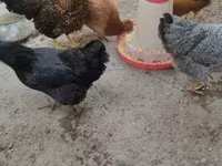 Chickens — fotografija 4