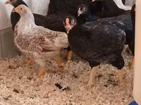 Chickens — الصورة 5