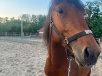 Cavalo, Cavalos — foto 3