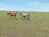 雌馬, Horse breed — 写真 2