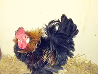 Chickens — fotografija 7