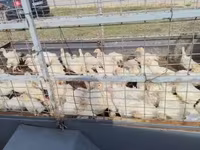 Turkeys — photo 3