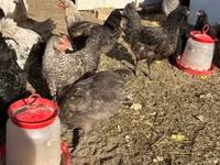 جيرسي جاينت — الصورة 6