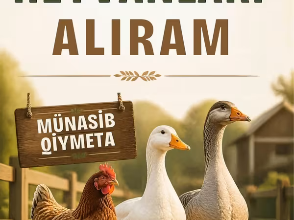 Chickens
