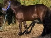 Aygʻir, Dutch warmblood horse — 2-rasm