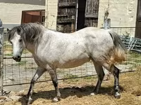Mare, Horses — photo 3