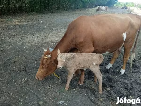 母牛, Simmental cattle