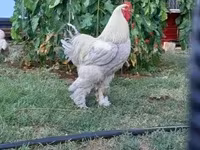 Brahma — Foto 7