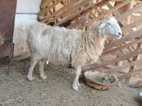 Ram, Kazakh fat-tailed coarsewool sheep — photo 2