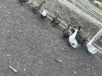 Ducks — fotografija 1