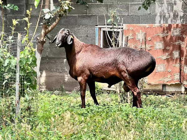 Qoʻchqor, Qoʻylar