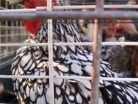 Chickens — Foto 2