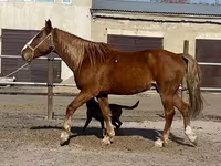 Horse (M), Kustanai horse — photo 2