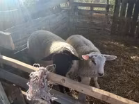 雄羊, White Suffolk sheep — 写真 3
