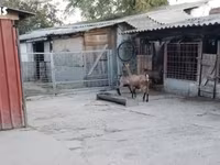 公山羊, Goats — 照片 4