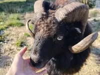 Ovelha, Ouessant sheep — foto 2