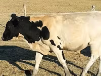 Bik, Russian Black pied cattle — fotografija 1