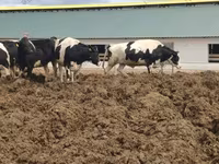 Krava, Russian Black pied cattle — fotografija 1