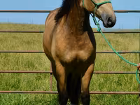Pastuv, Gypsy horse — fotografija 8