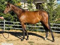 Kobila, Hungarian horse breed — fotografija 1