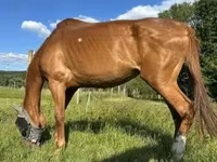 Kobyła, Polish pony — zdjęcie 4