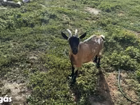母山羊, Goats — 照片 7