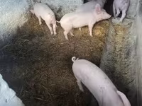 Świnie (partia, płeć nieokreślona) — zdjęcie 4