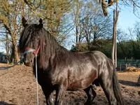 Кінь, Gypsy horse — фото 3