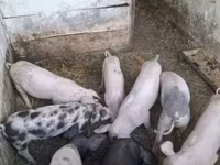 Свиноматка, Свиньи — фото 3