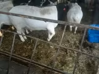 Bélier, Dorper sheep — photo 1