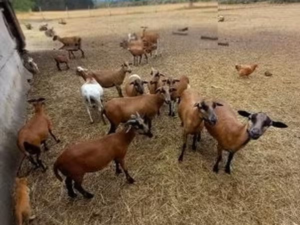 Baran, Cameroon sheep — Węgry