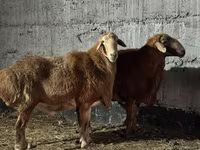 मेढ़ा, Edilbay sheep — फ़ोटो 2