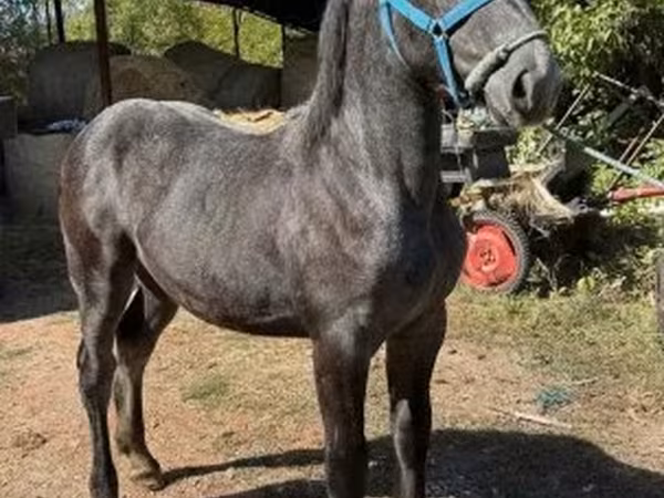 Yegua, Percheron