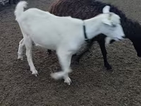 Echki, Alpine goat — 2-rasm