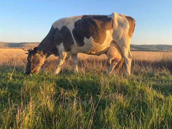 Vaca, Simmental cattle