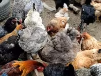 Chickens — 照片 2