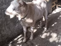 Cabras (lote, sexo não especificado), Cabras — foto 5