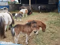 घोड़ा, घोड़े — फ़ोटो 7