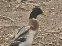 Geese — zdjęcie 2