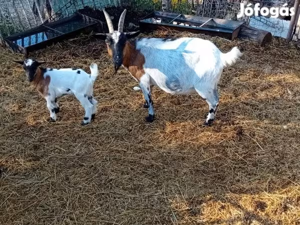 Ziegenbock, Nubian Goat