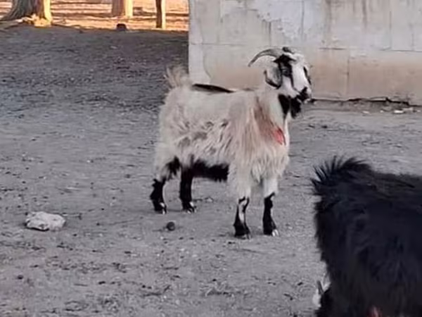 Kozioł, Kozy