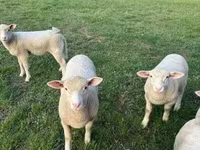 Қой, Ile-de-France sheep — 2-сурет