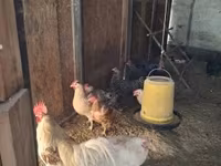 Chickens — foto 1