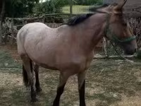 Égua, Cavalos — foto 3
