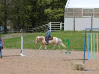 Pastuv, American paint horse — fotografija 7