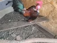 Chickens — 写真 4